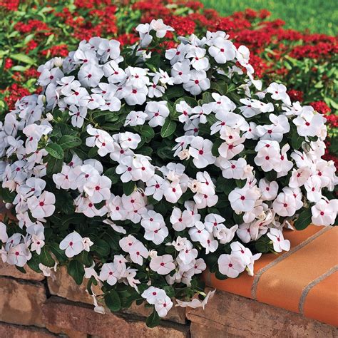 Catharanthus roseus Cora Cascade Polka Dot Proven Winners Vinca ...