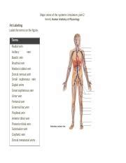 19 Major veins of the systemic circulation part 2.pdf.docx - Major ...