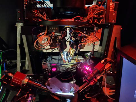 The origins of hallucinations are traced in specialized brain cells