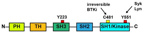 Bleeding by Bruton Tyrosine Kinase-Inhibitors: Dependency on Drug Type ...