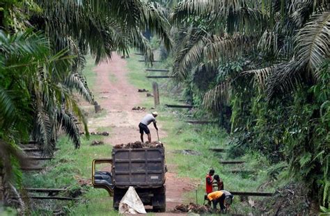 Indonesia Secures 19% Tariff Deal With US, Palm Oil and Other ...