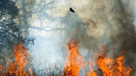 Morrisville NC fire: Camden Westwood apartments engulfed in massive ...