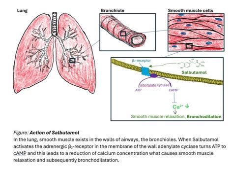Mechanism Of Action Of Salbutamol - MVS Pharma