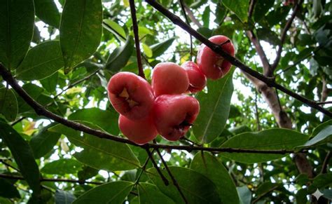 Rose apple or safed jamun: How its 93% water content provides hydration ...