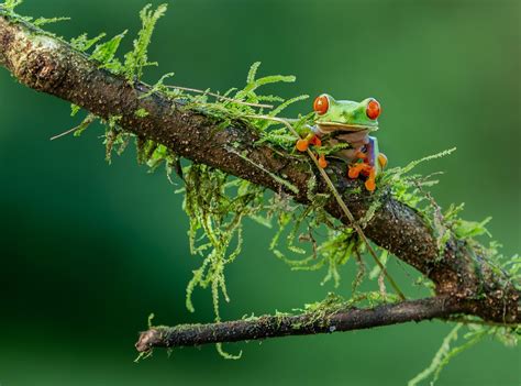 Find Amphibian and Reptile Farms in London