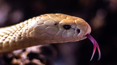 Snakebite alert: Kerala CM Pinarayi Vijayan warns as 3 deaths reported ...