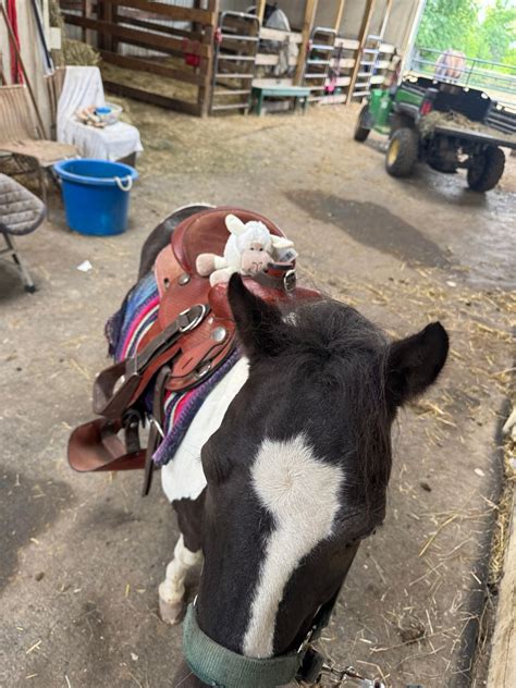 Drop-in on the Farm, Susanna Farms, Lake Villa, 27 February 2026 ...