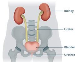 Urinary System Flashcards | Quizlet