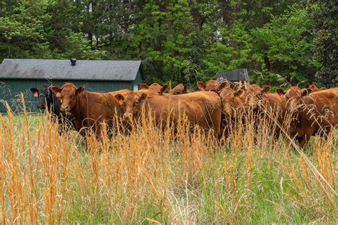 Have you herd? Morven Sustainability Lab welcomes cows