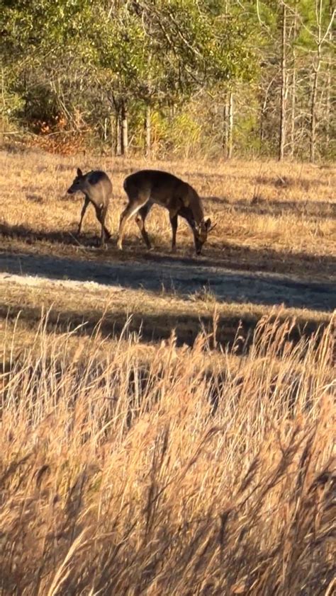 Tracking wildlife behavior late in the season