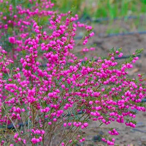 Hnin Thazin on Reels | Facebook