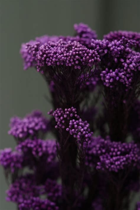 Purple Dried Rice Flower – Natural Forever Floral Décor | ArteCasa ...
