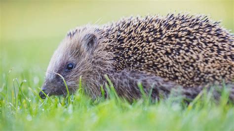 Surrey Wildlife Trust fundraises to bring back wildlife to area - BBC News