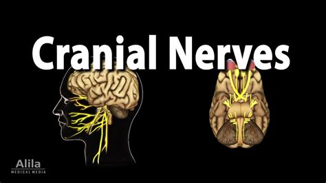 Cranial Nerves Basic Anatomy Functions Effects of Damage and Biology ...