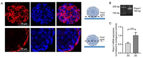 Piezo1 Ion Channels Regulate the Formation and Spreading of Human ...