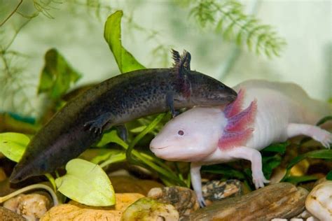 The Aquarium Life - Making Fishkeeping Straightforward
