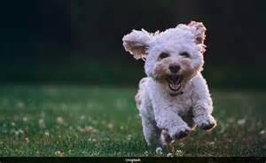 Designer Dogs Show More Behaviour Issues Than Some Pure Breeds: Study