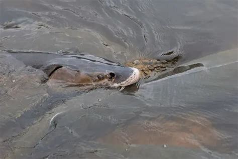 Floodwaters send Lake Winnebago's ancient fish on unexpected detours