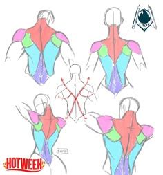 Pin by Gheorghe Iordache on Idei de încercat | Anatomy reference ...