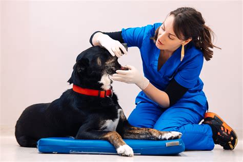 Cryosurgery and Video Otoscopy in Dogs and Cats – Modern Solutions for Skin Lesions and Ear ...