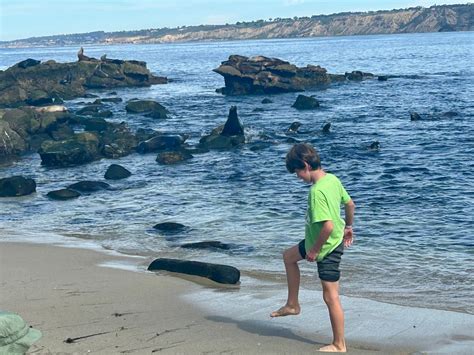 Tourist family removed from La Jolla Cove for harassing sea lions – NBC ...