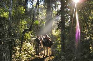 I Went Off-grid in Argentina’s Rain Forest—Here’s What I Learned From ...