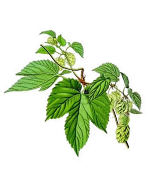 DR. KOTTAS - Flos Lupuli, alte Bezeichnung: Strobolus Lupuli