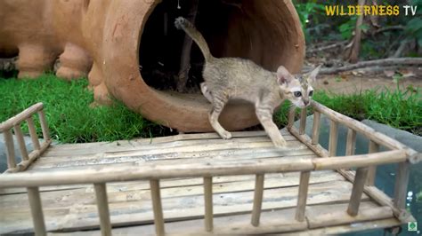 They found cold rescue cats and spent days building them a mud house