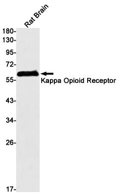 kappa Opioid Receptor Rabbit mAb - SAB | Signalway Antibody