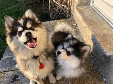 Tests ADN Embark, Maladies Génétiques et Prévention