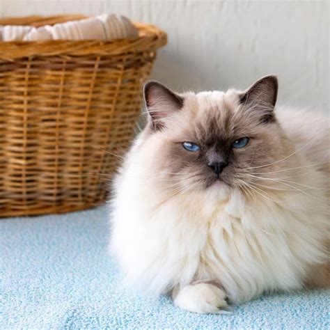 Ragdoll Cat Standing Inside Dishwasher Is the Cutest Little Helper ...