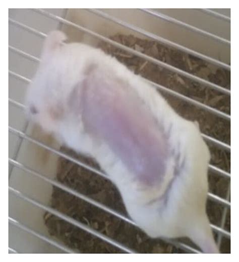 Wound Healing Activities of Hydromethanolic Crude Extract and Solvent ...