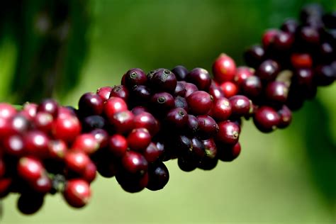 Best 10 Summer Flowering Plants to Grow in India - Swasya