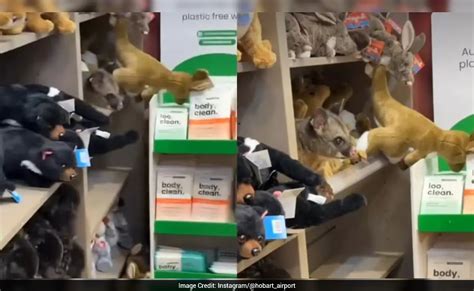 Watch: Wild 'imposter' possum caught hiding among stuffed animals at ...