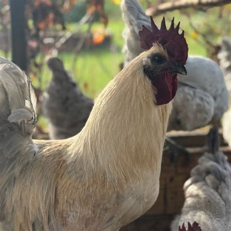 Avelsägg Hedemora | Blocket