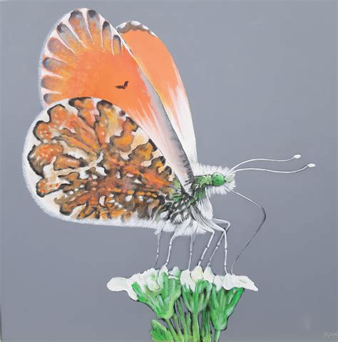 Aurorafalter from BAK -Beat Anton Krapf - art24