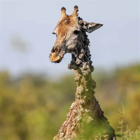 Heartbreaking sight: Shocking images reveal 'bumpy' giraffe in South Africa battling viral ...