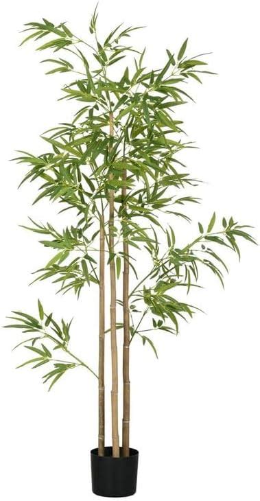 Small Bamboo Plant for Home Gardening – Umbrella Bamboo Schizostachyum ...
