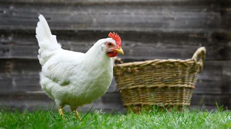 9 Chicken Breeds You Should Probably Avoid