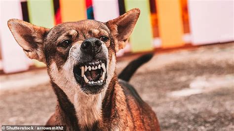Revealed: The hidden health conditions that could turn your dog into a ...