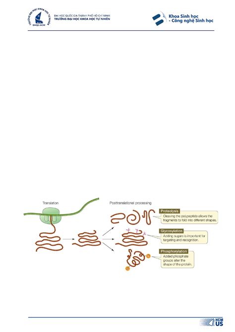 Bài 4 - Dịch Mã và Biến Đổi Sau Dịch Mã (BIO10012) - Studocu