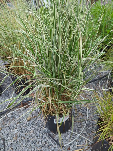 Overdam Feather Reed Grass - Grasshopper Gardens