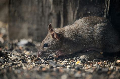 From infection to death: How long hantavirus stays in human body before ...