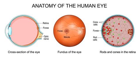 Choroids Eye: Over 1,800 Royalty-Free Licensable Stock Illustrations ...