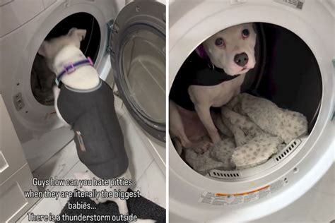 Safe spot where scared dog hides during thunderstorms melts hearts
