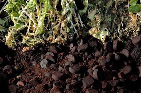 Organic vs. chemical gardening: What really works for your plants