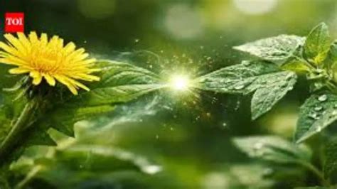 Study maps regeneration path of plants after injury in Pune