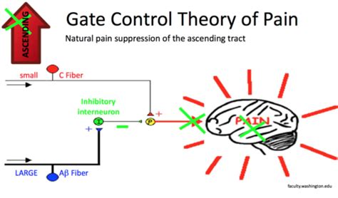 Lecture 6 - Hot and Cold Flashcards | Quizlet