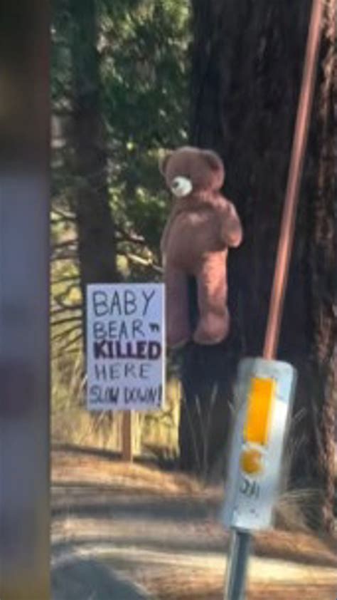 Bear cub deaths prompt warning for drivers in Tahoe region | abc10.com