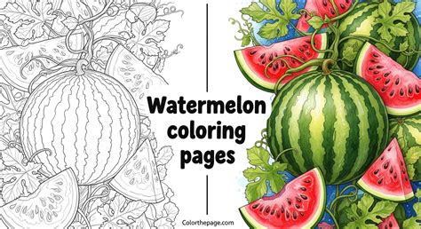 30 Watermelon Coloring Pages (Free Printable PDFs)